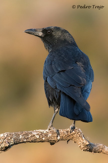 Corneja negra (Corvus corone corone)